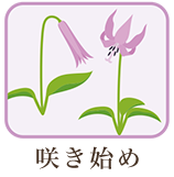 咲き始め